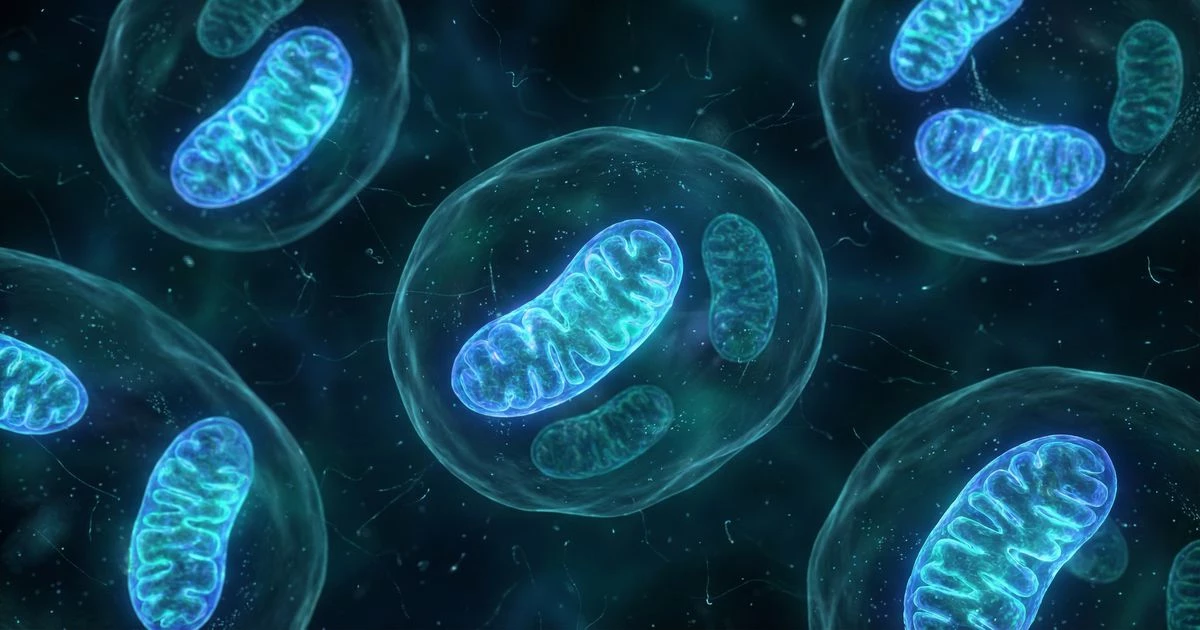 NMN & Urolithin A: Boost Mitochondrial Health for Longevity