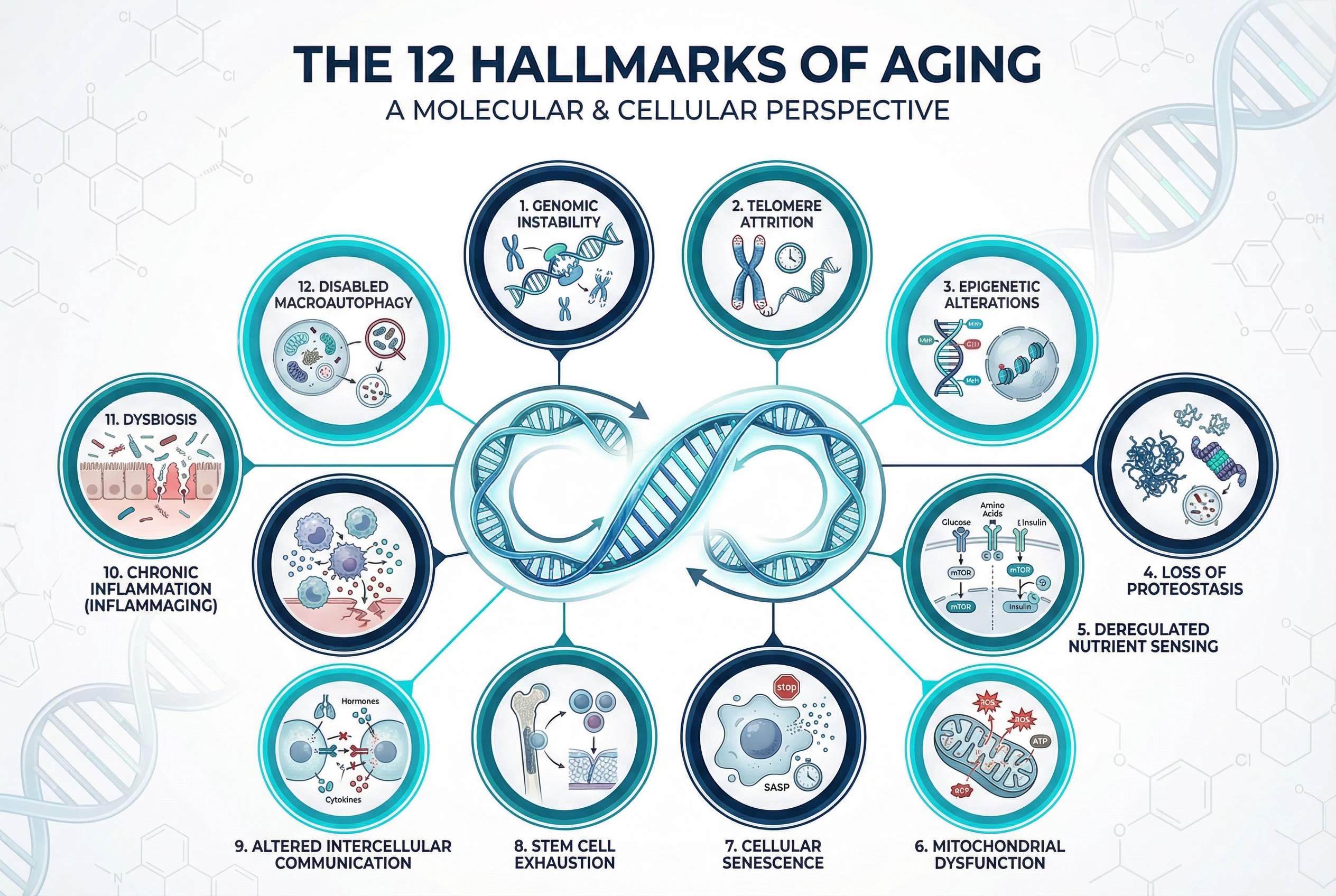 The 12 Hallmarks of Aging: Key Insights for Longevity
